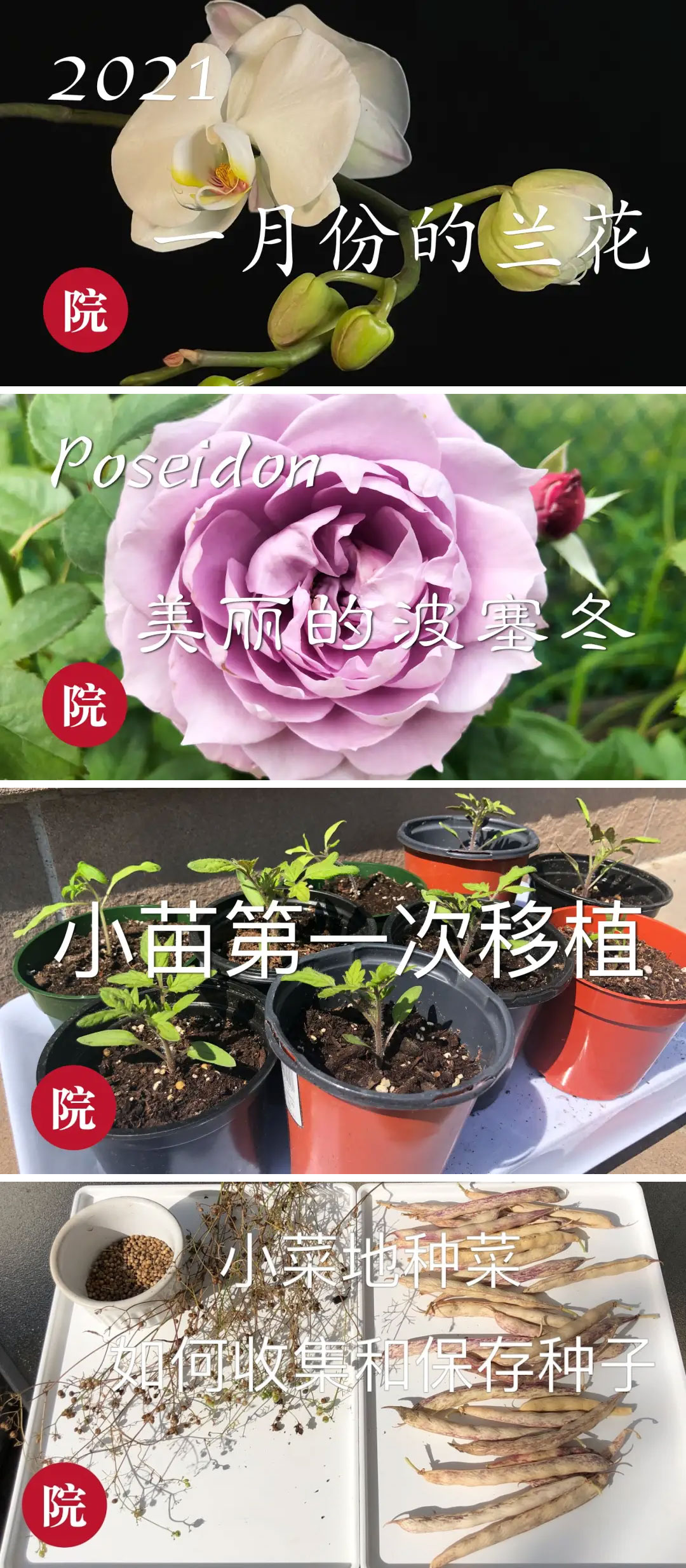 北美宝藏博主,夏厨陈二十,Maaaxter English,彬彬有院,Youzang,纽约老尤,小马在纽约,小白棉花糖,觅食Meetfood
