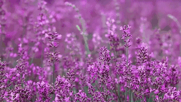 北美赏花，北美薰衣草，薰衣草农场