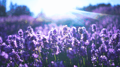 北美赏花，北美薰衣草，薰衣草农场