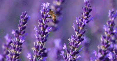 北美赏花，北美薰衣草，薰衣草农场