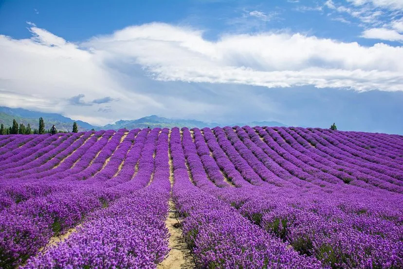 北美赏花，北美薰衣草，薰衣草农场