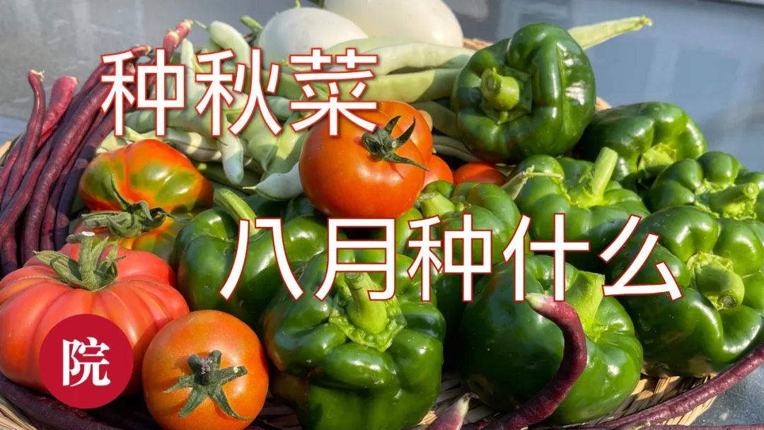 活动规则,美食博主,生活博主,影视博主,新闻资讯