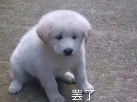 iTalkBB TV 影视 秦昊 《如懿传》《庆余年》《清平乐》《王牌对王牌》